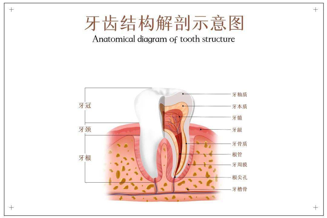 牙体解剖形态知识点图片