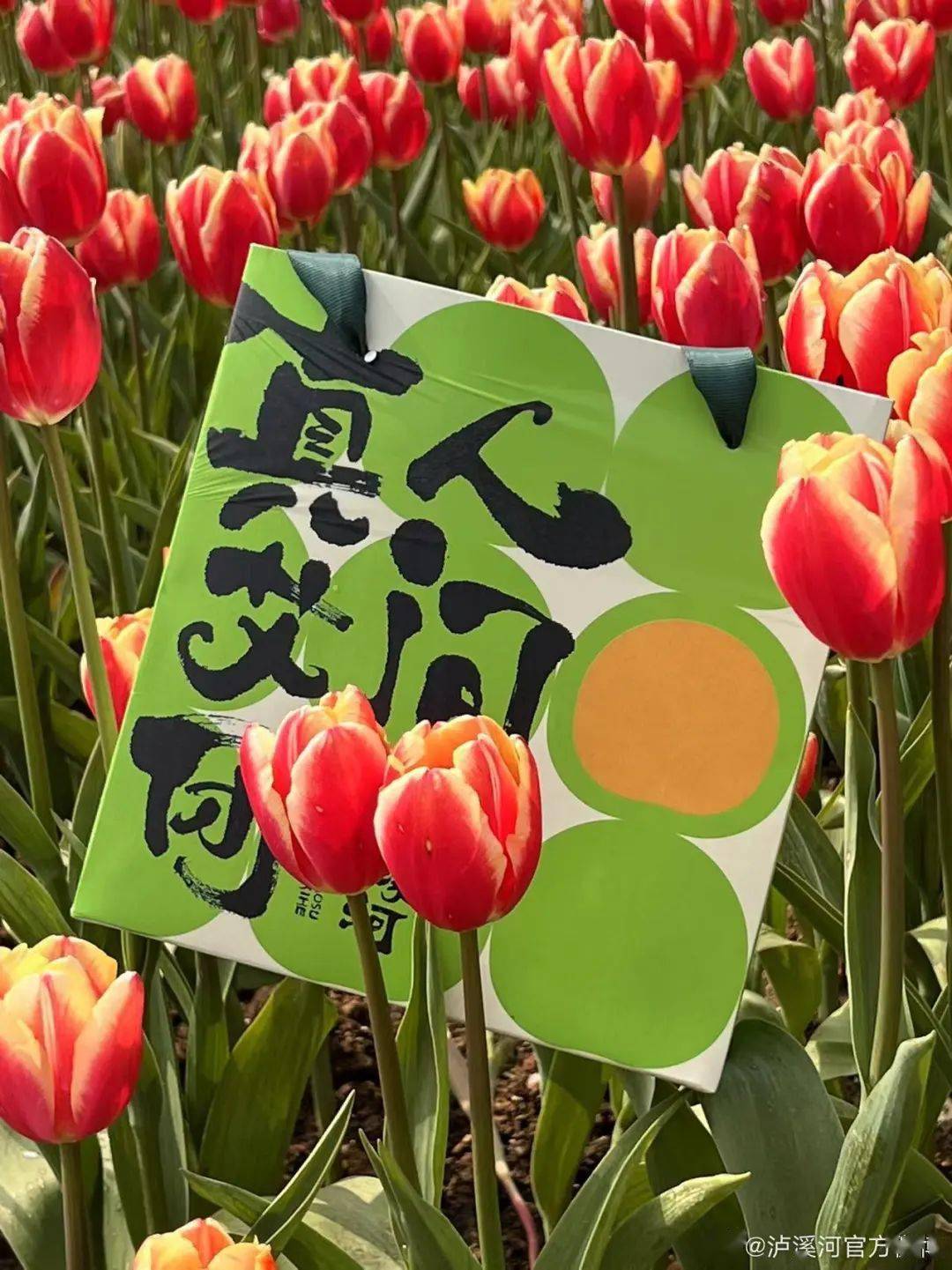 品牌吃一口春天！泸溪河、五芳斋等的青团包装设计，超有春日氛围感！