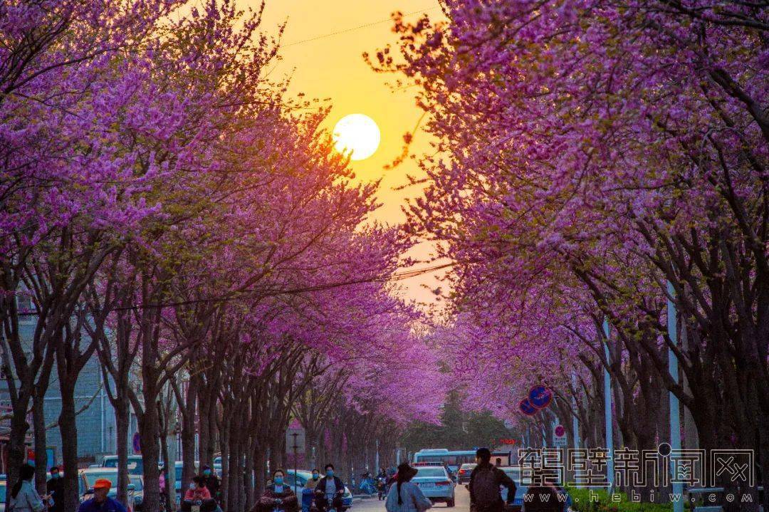 鹤壁樱花花期表观赏地点来了附全市赏花攻略