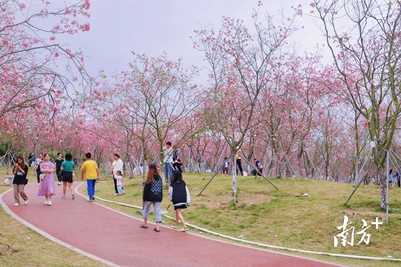 廉江樱花公园的景色图片