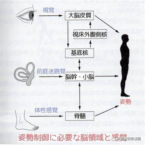 個次級系統,或可以說是兩個控制中樞,分別是前庭整合皮質以及嗅覺中樞