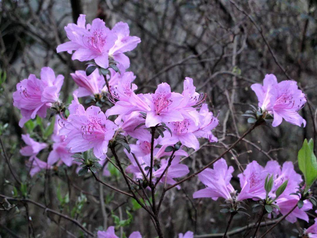 象山海边普陀杜鹃万紫千红壮丽绽放