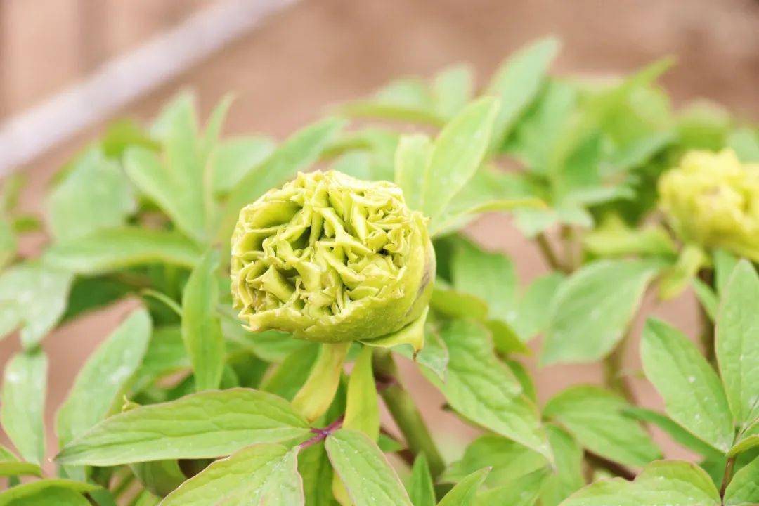 花情播报 再探菏泽百花园 百年牡丹长势如何 桑秋华 品种 文化