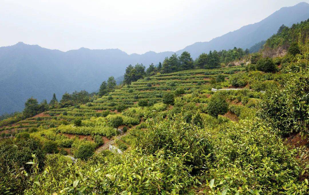 开化邀您沏一杯龙顶,赏一方美景_茶园_大黄山_龙山