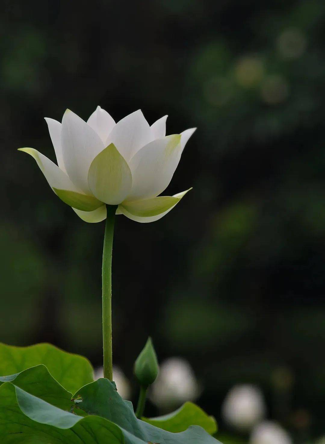 朴素,最不易凋零的美_美的_自然_尘埃