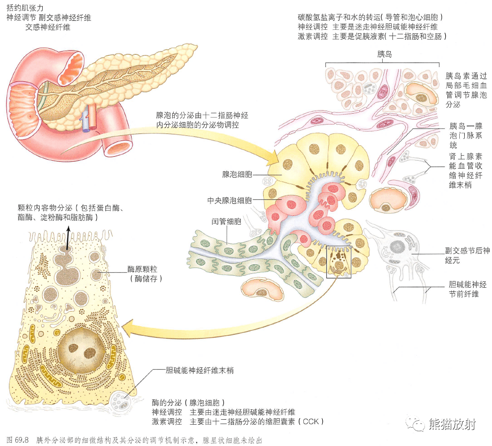 机制胰腺的微细结构和内分泌功能的调节↓ 内容节选自 《格氏解剖学