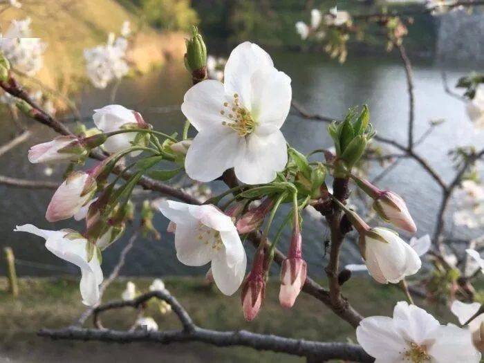 桃花杏花樱花日本剧图片