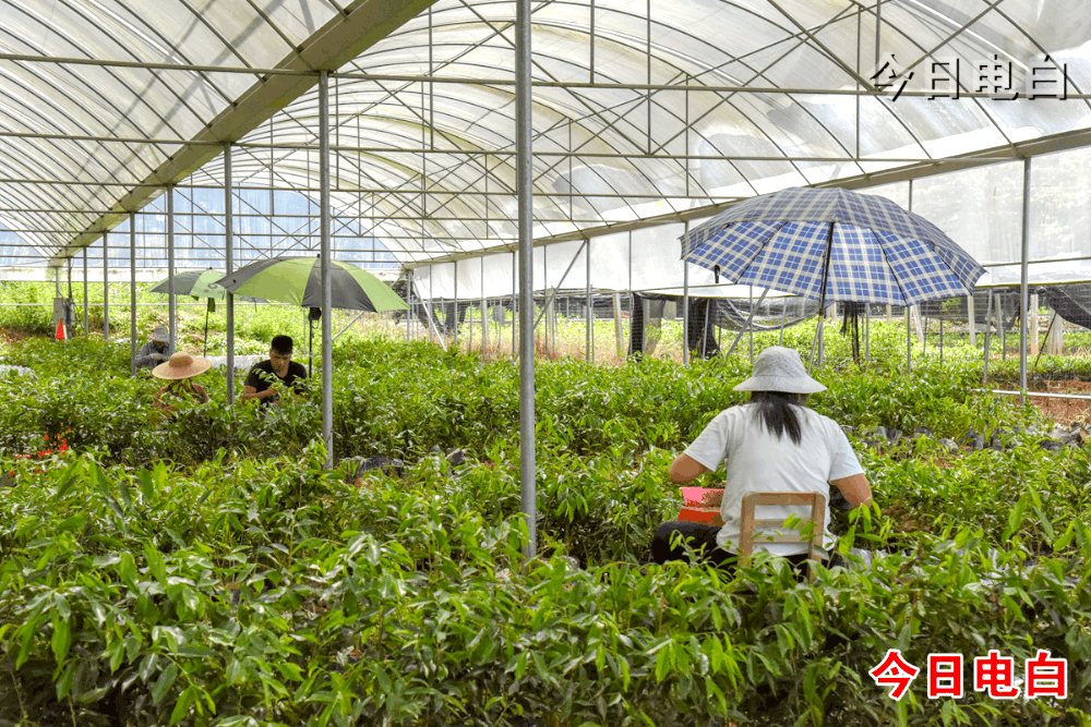 电白计划用四年时间,完成退桉改香50000亩!_搜狐网