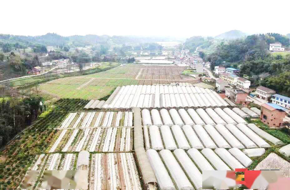 富顺县兜山镇壮大蔬菜产业促进农民增收