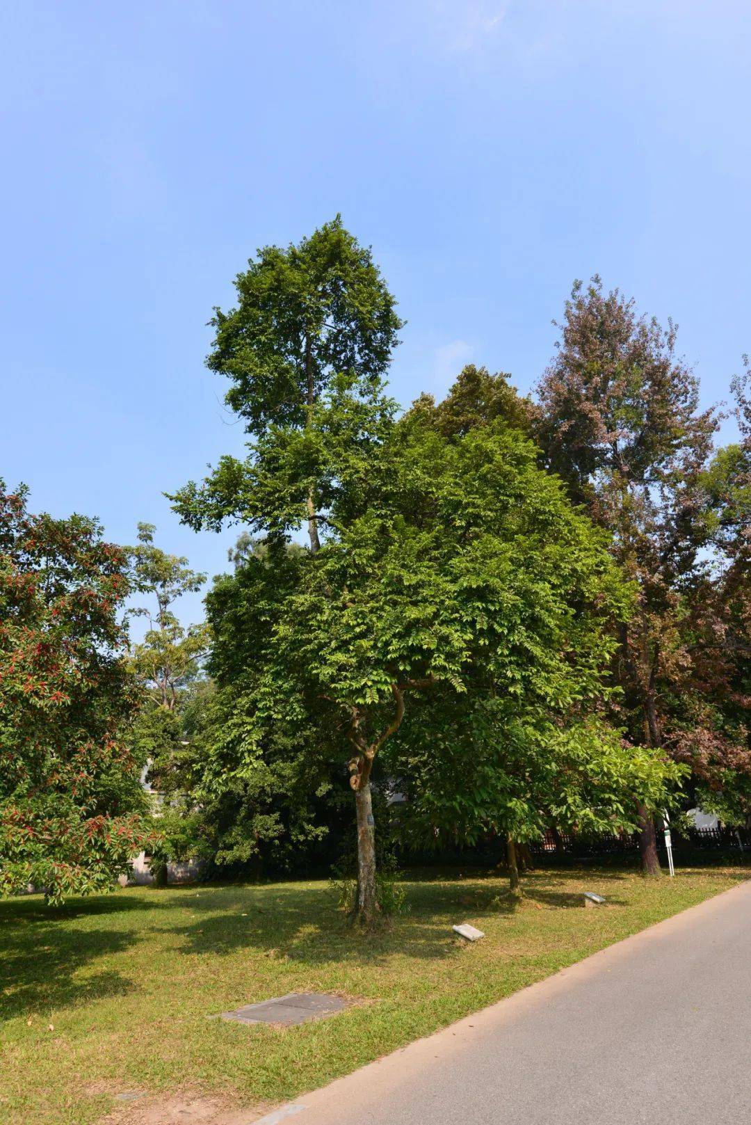 树木史诗红花天料木丨花颜鸟语