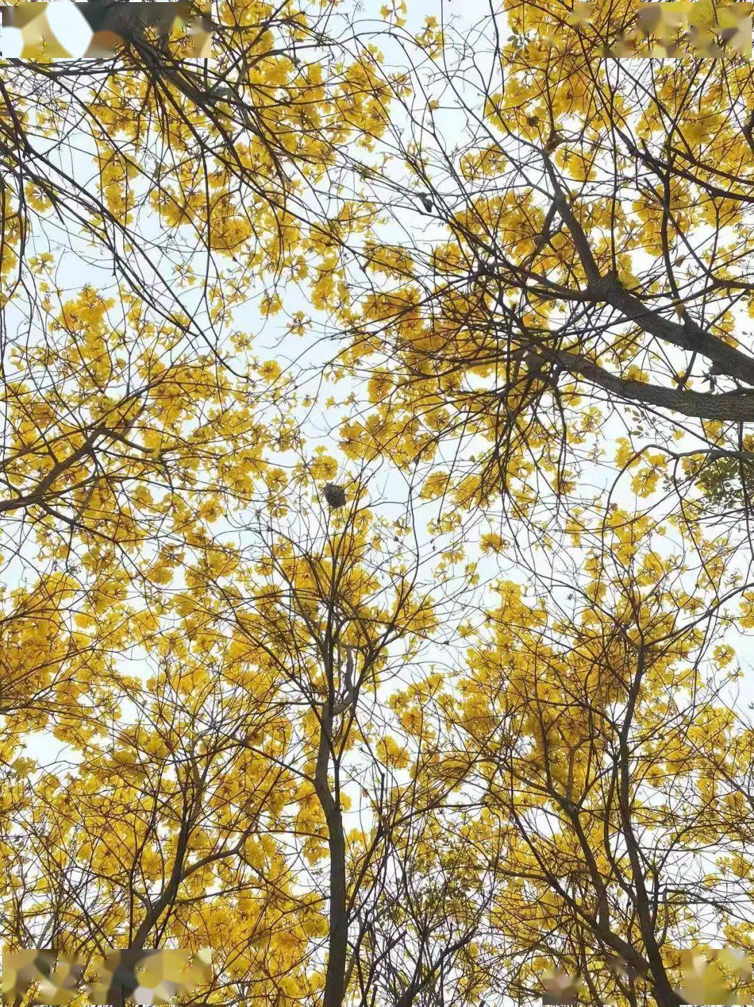 兴宁_种植_风铃