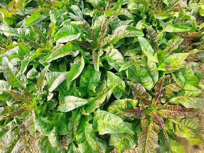 种植技能和病虫害的防治知识,产出的莴笋在高产量的同时保证了高品质