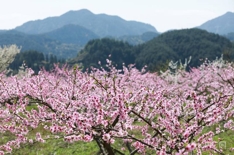 非法|贵州剑河：春和景明桃花开