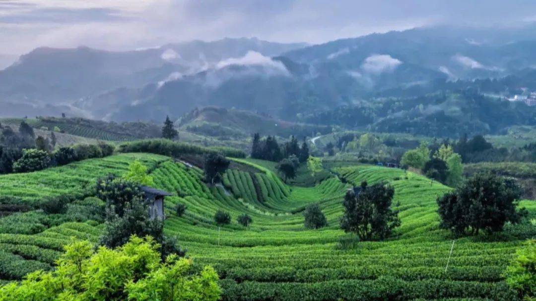 广西卫视新闻频道播出六堡茶专题片一只竹箩凝聚六堡醇厚装载茶农幸福