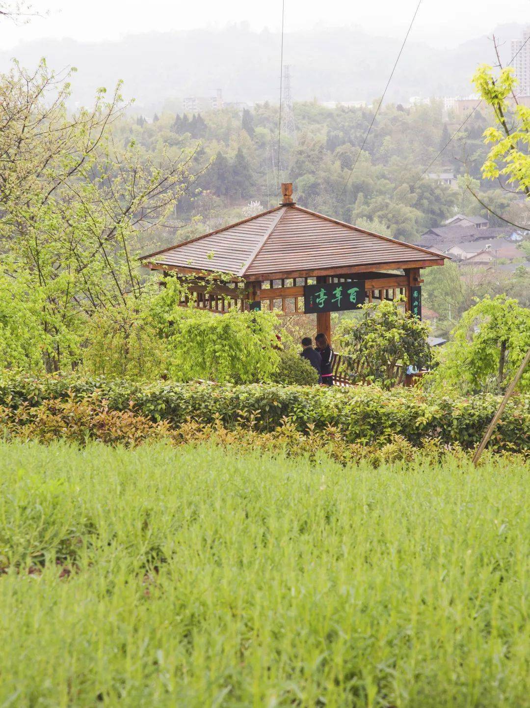 赏蔷薇游迷宫登步道大足南山公园将醉美春色献给你