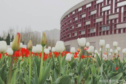 陕西师范大学|春日限定浪漫！陕师大郁金香花海，好靓！