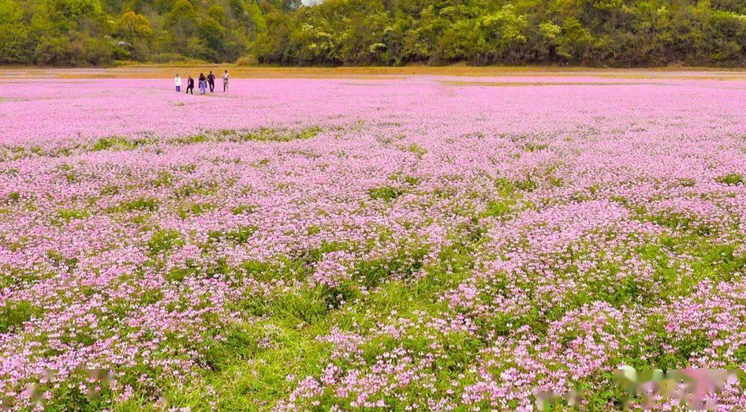 春色撩人十里岗紫云英花开遍田野