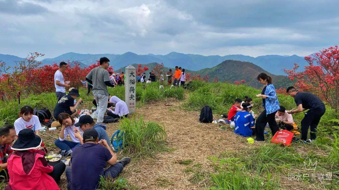 在这处处闻啼鸟季节里,缙云县石笕乡界牌山的杜鹃也踏着春风扑面而来