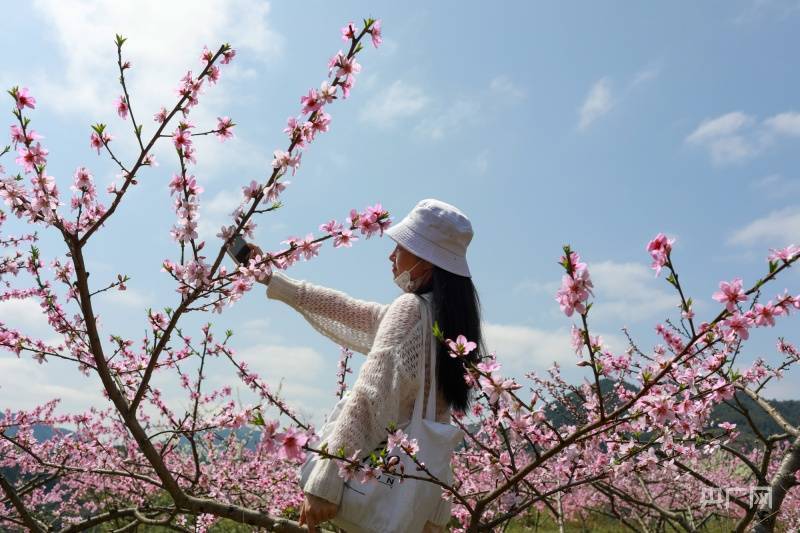 非法|贵州剑河：春和景明桃花开