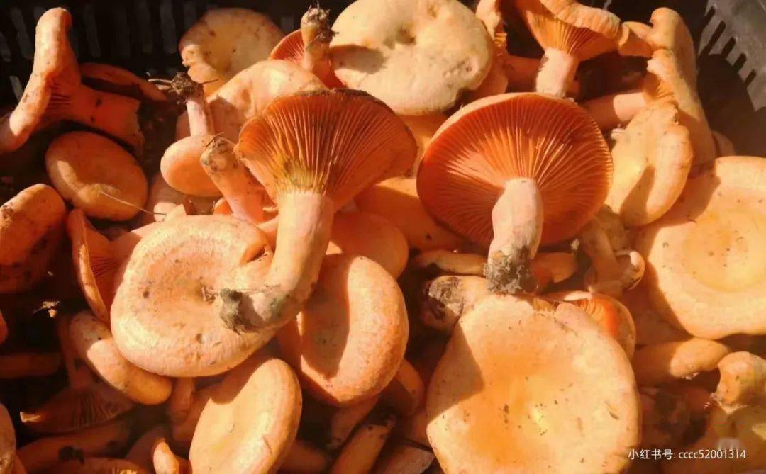 图源/陈笑笑每年夏末秋初,贵阳人的餐桌是紫花菌的主场.