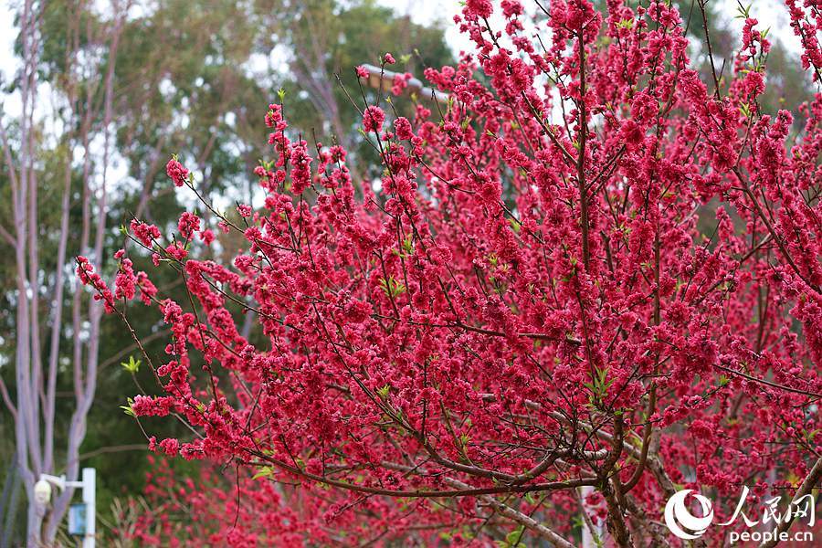 厦门三月春雨润桃花粉红成串满枝头