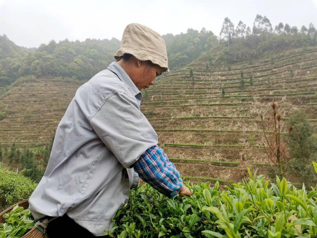 回家採茶春茶貴如油清新這裡的茶葉開採了