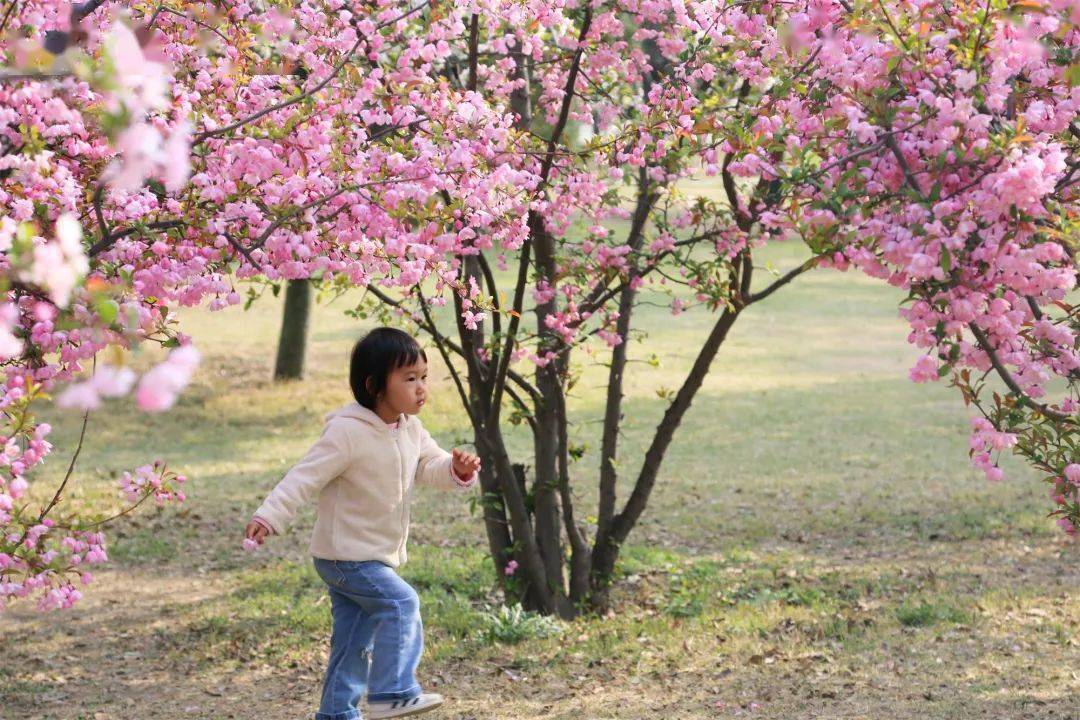 玉兰|春自花间来