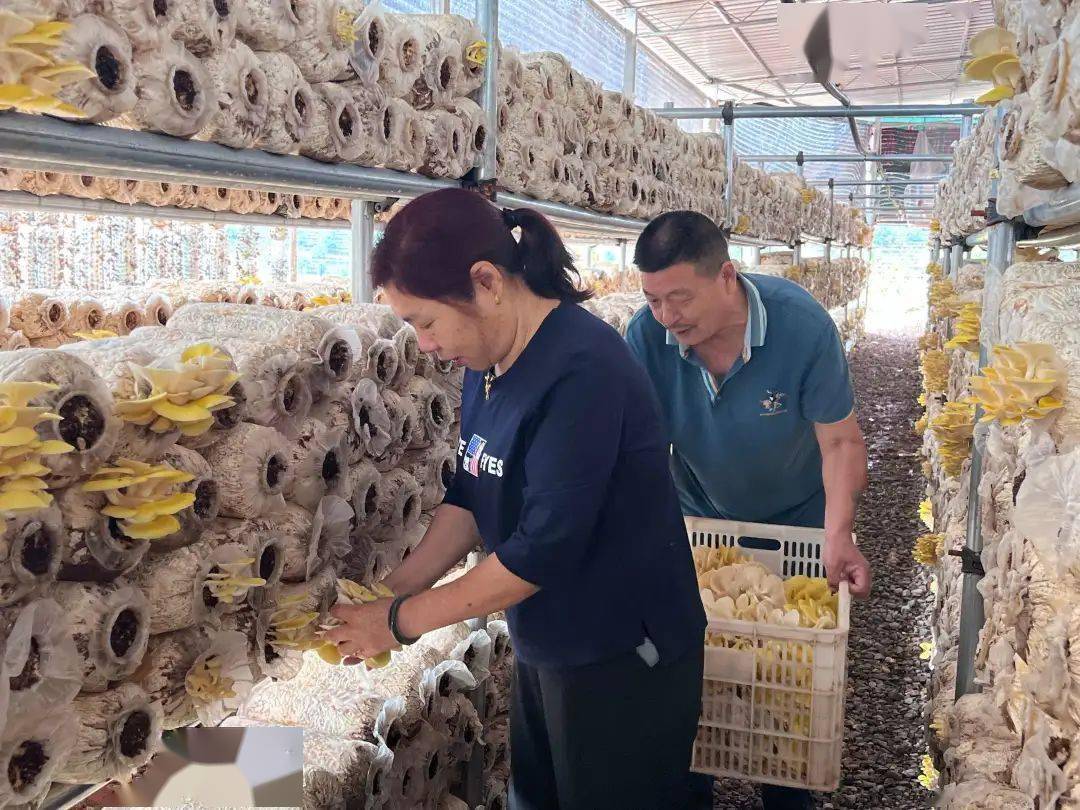 种植鸡油菌拓宽增收路