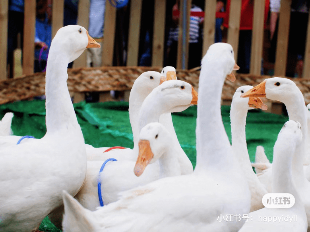 开心套大鹅02扫码购票入园即可凭门票换取风筝一个,自己亲手绘制专属
