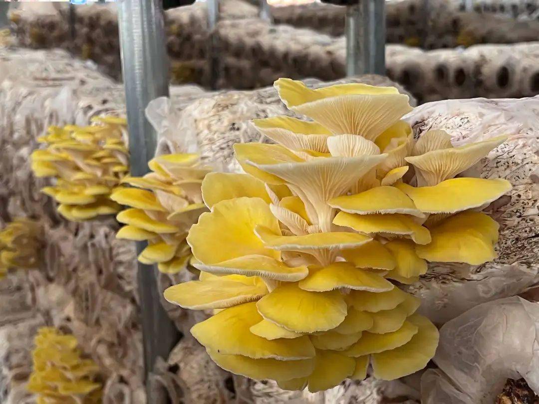 种植鸡油菌拓宽增收路