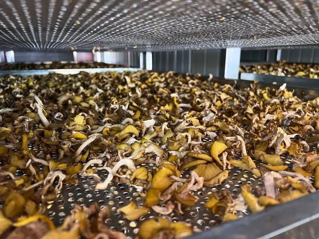 "我们会尽心尽力把鸡油菌种植发展起来,推广下去,给村民们进行培训,更