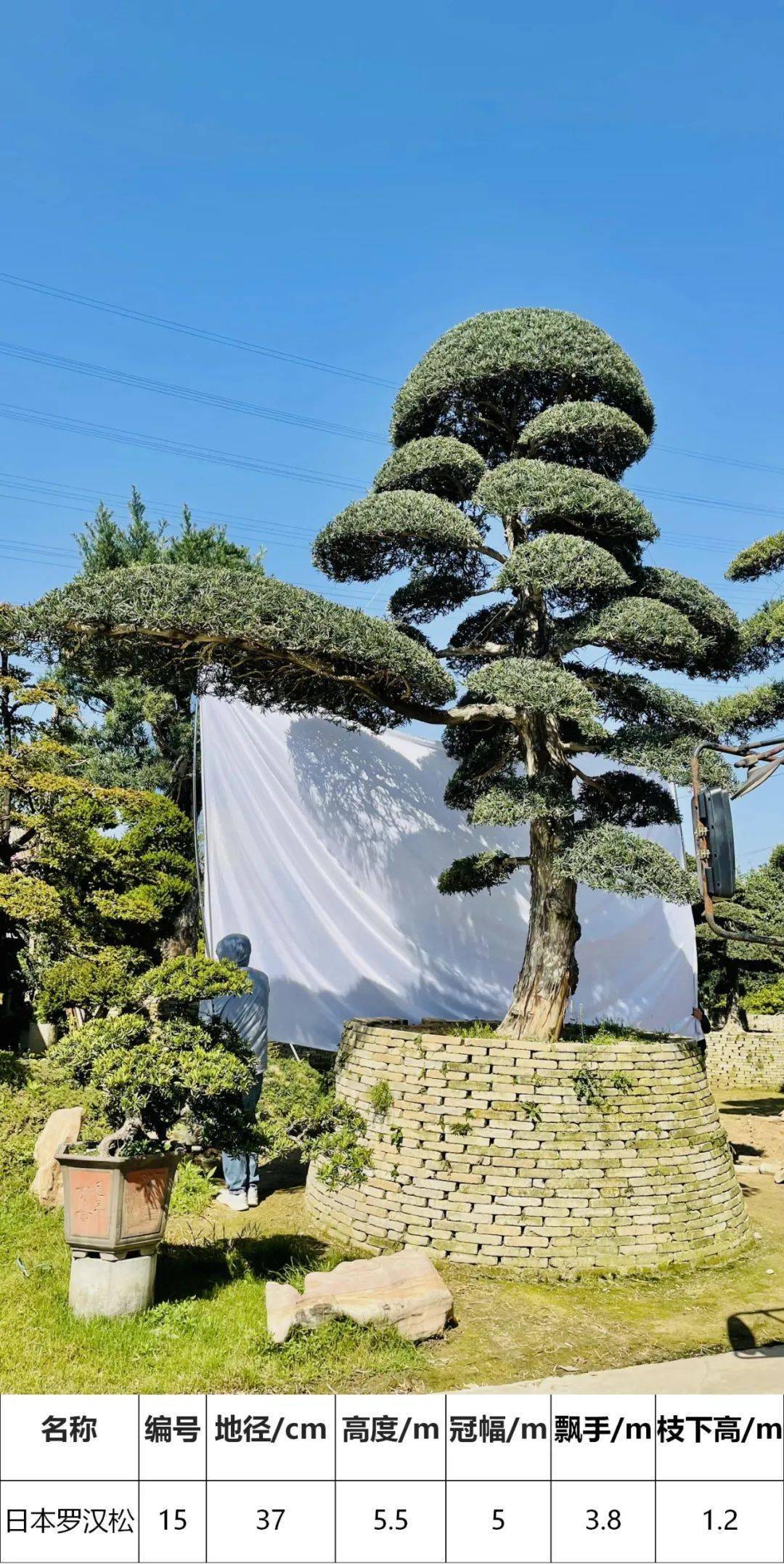 马后花园精品日本进口罗汉松独特造型