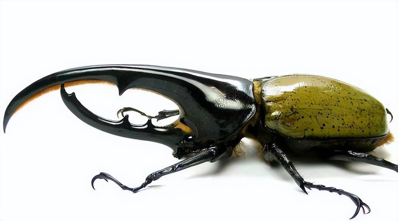 盘点自然界中15种巨型昆虫