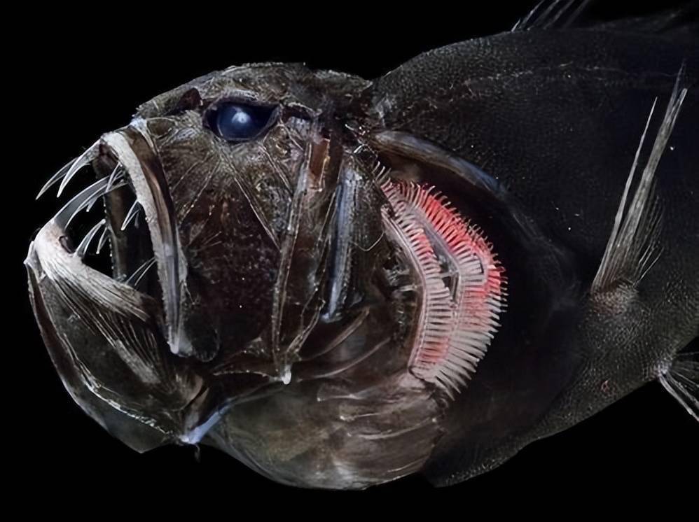 盘点海洋中十大最丑陋的鱼类