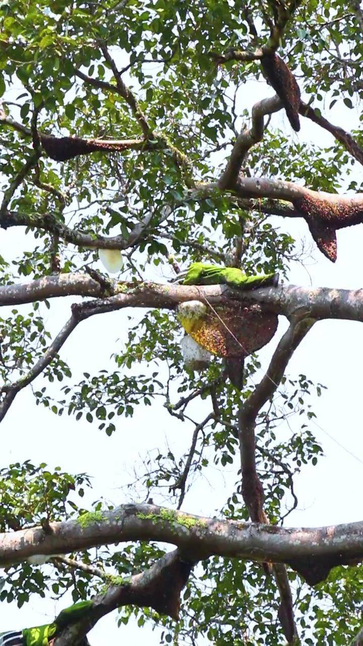 纯野生的大挂蜜野生蜂蜜大挂蜜树挂蜜