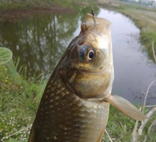 夏天野钓鲫鱼改变钓法专钓大鲫鱼