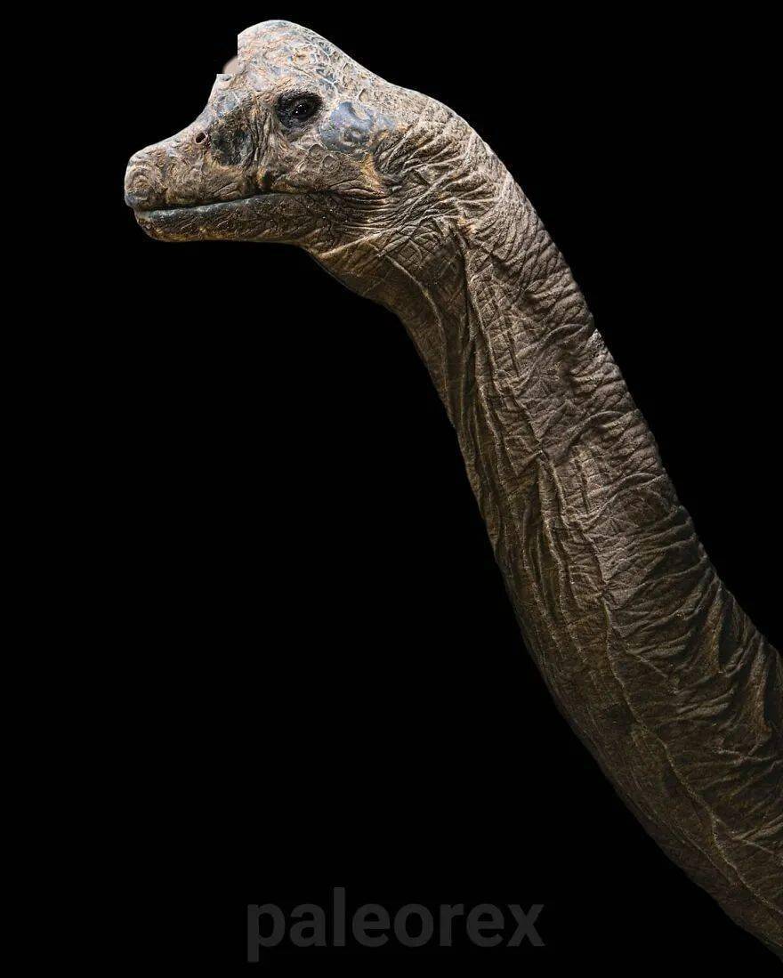 熊齿兽迅猛龙异特龙翼手龙鹦鹉嘴龙游走鲸霸王龙继续看杂图:不出门的