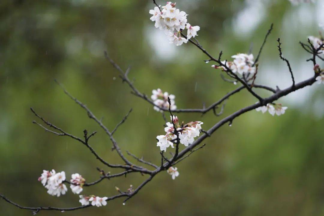 太湖|春风十里，花开相城