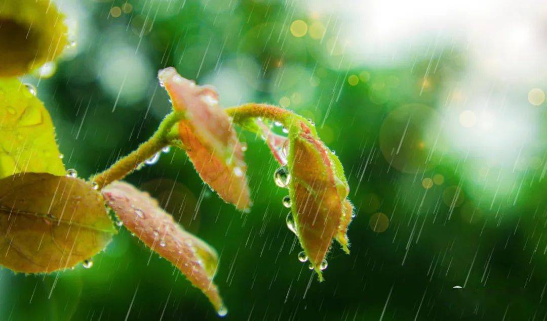 小雨细细落 滋润万物生_地区_山区_指数