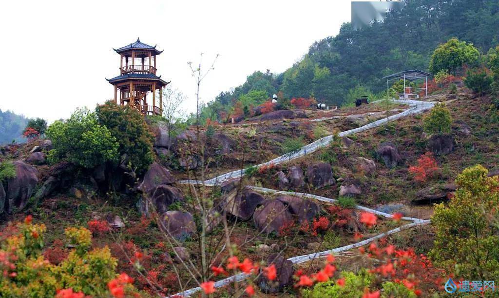 摄影欣赏:《走近三角山,黄溪看杜鹃!》_浠水_来源_黄溪