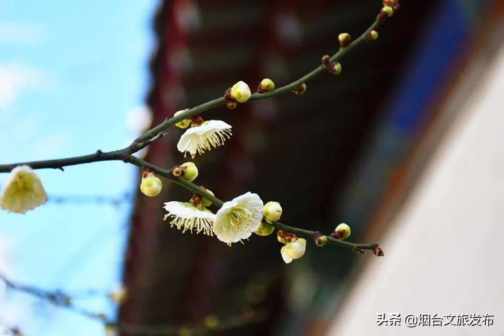 花呢|此刻，邂逅蓬莱阁的“梅”好时光！