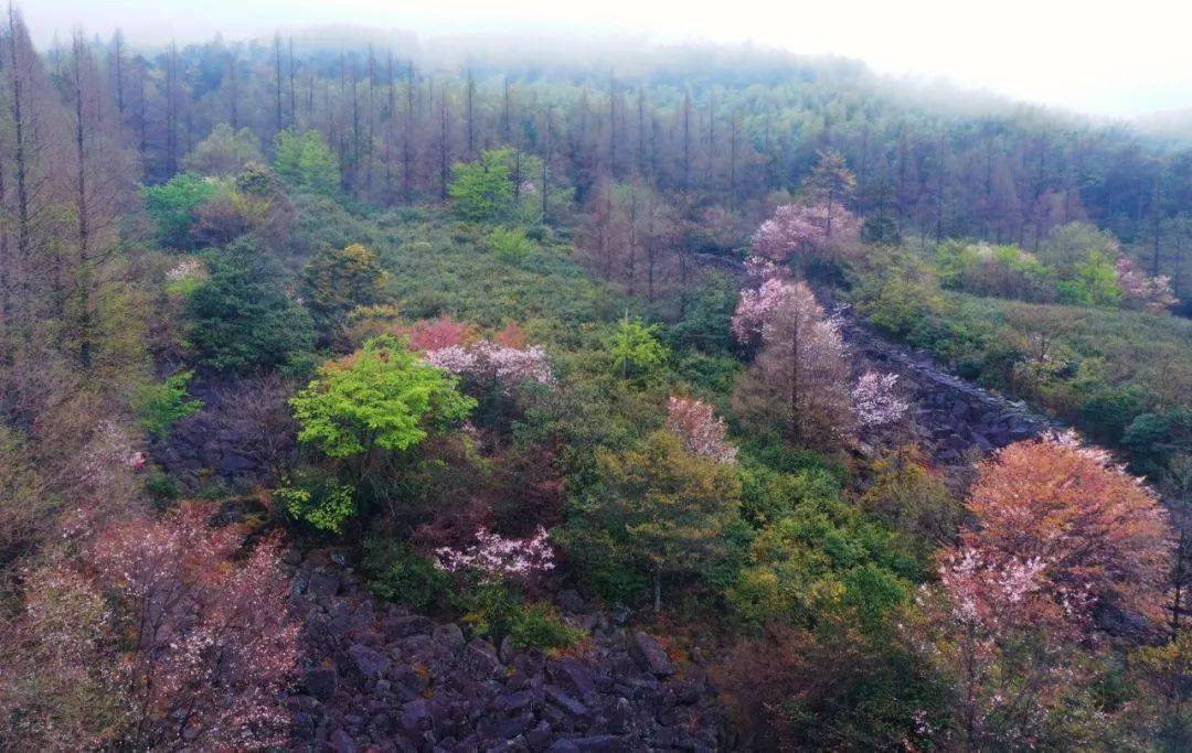 【印●象】江南最神奇的野樱花——天台苍山顶"石浪樱花"开了!
