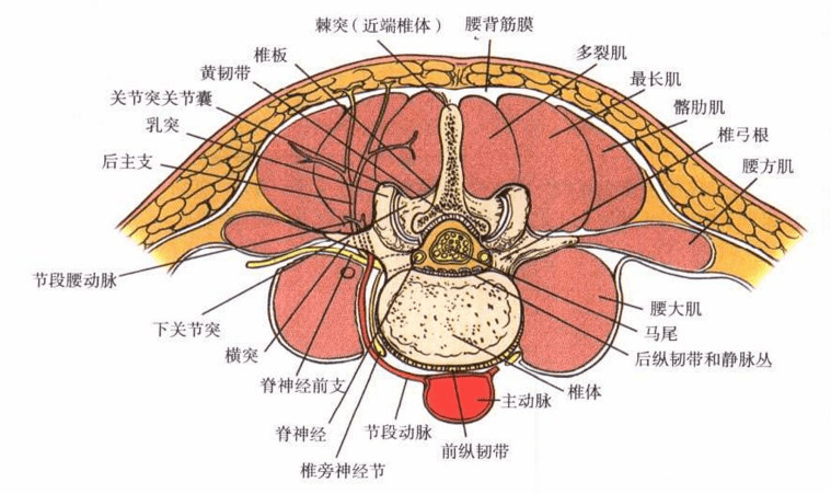 圖文詳解腰椎後側入路的應用解剖