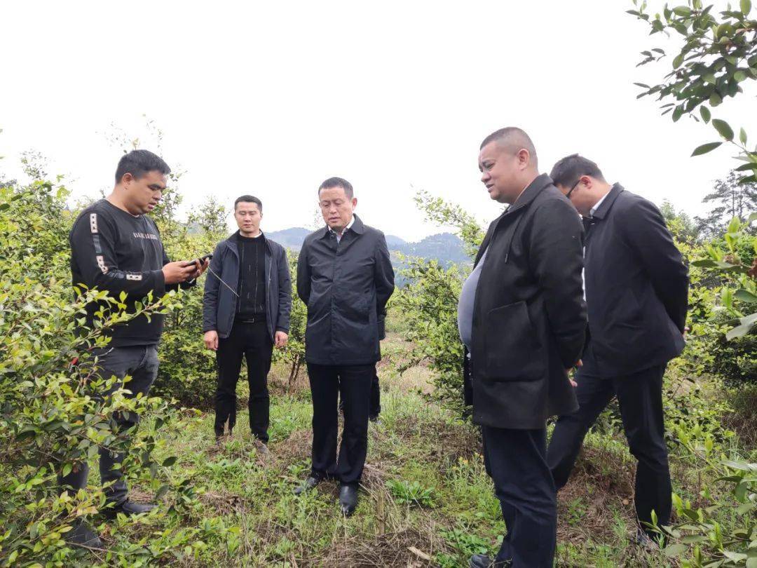 龙群跃到牛郎镇调研_发展_项目_产业