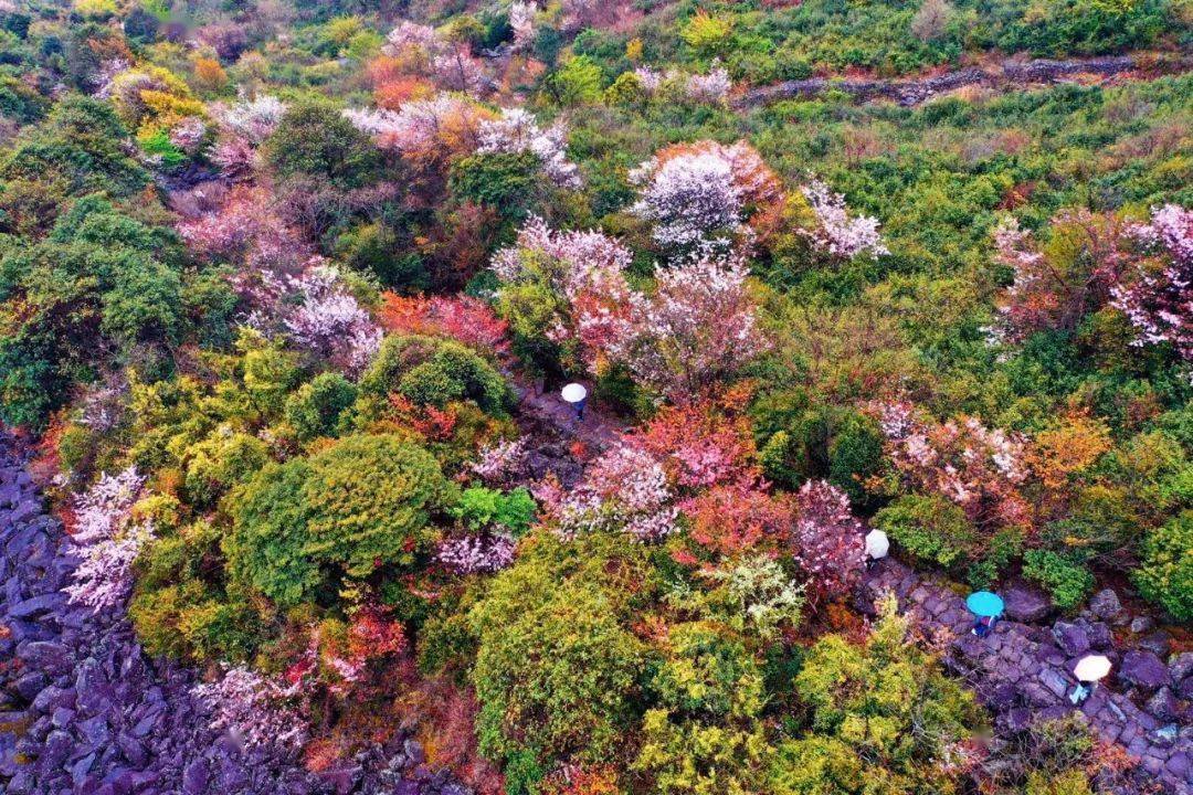 印象江南最神奇的野樱花天台苍山顶石浪樱花开了