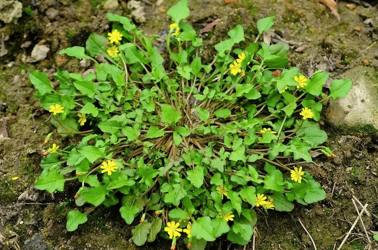 城市公园里的那些野花六稻槎菜