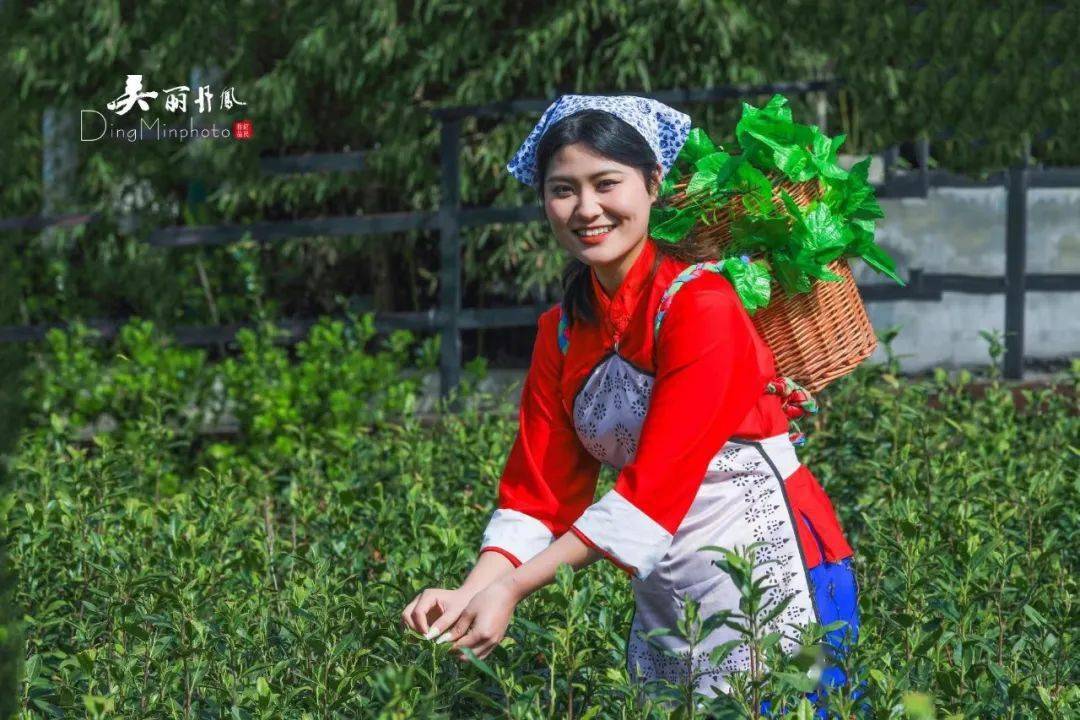 只此青绿,采茶正当时_毛坪_姑娘_嫩芽