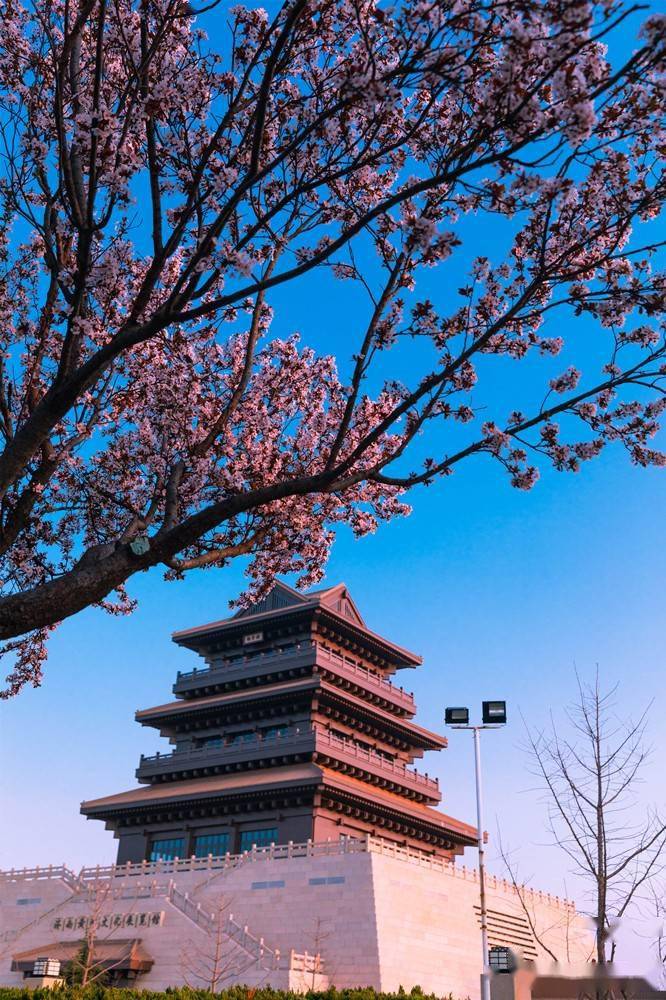济南又一个网红打卡地成为市民必去的地方可以春游挖野菜赏黄河