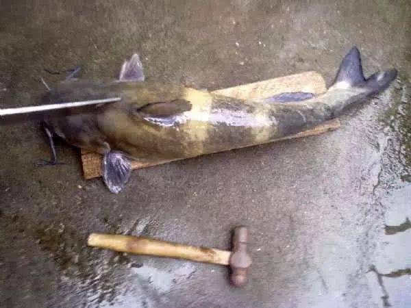 在野外如何垂钓叉尾鮰它是食客比较喜欢的淡水鱼之一