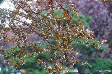 观叶|郑州“繁花大道”落英缤纷